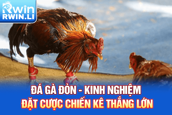 Đá Gà Đòn - Kinh Nghiệm Đặt Cược Chiến Kê Thắng Lớn