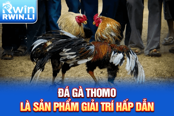 Đá gà Thomo là sản phẩm giải trí hấp dẫn