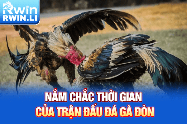 Nắm chắc thời gian của trận đấu đá gà đòn