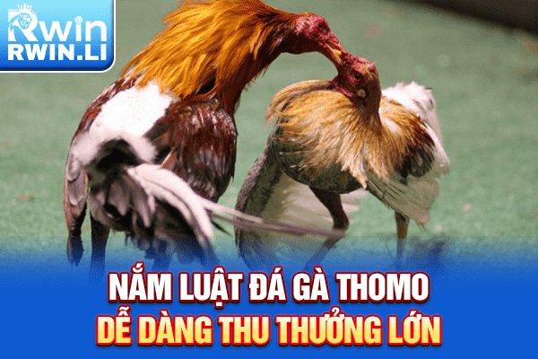 Nắm luật đá gà Thomo dễ dàng thu thưởng lớn