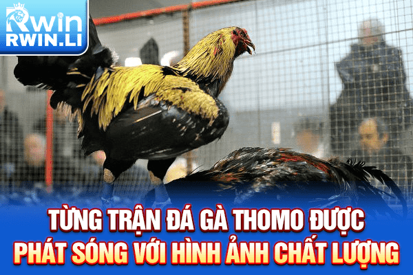 Từng trận đá gà Thomo được phát sóng với hình ảnh chất lượng