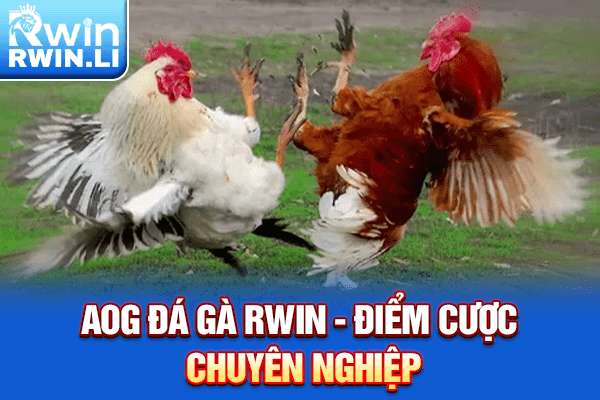 AOG Đá Gà RWIN - Điểm cược chuyên nghiệp