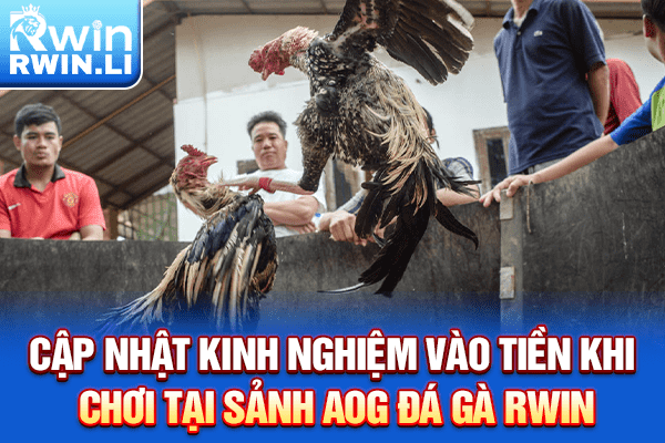 Cập nhật kinh nghiệm vào tiền khi chơi tại sảnh AOG Đá Gà RWIN